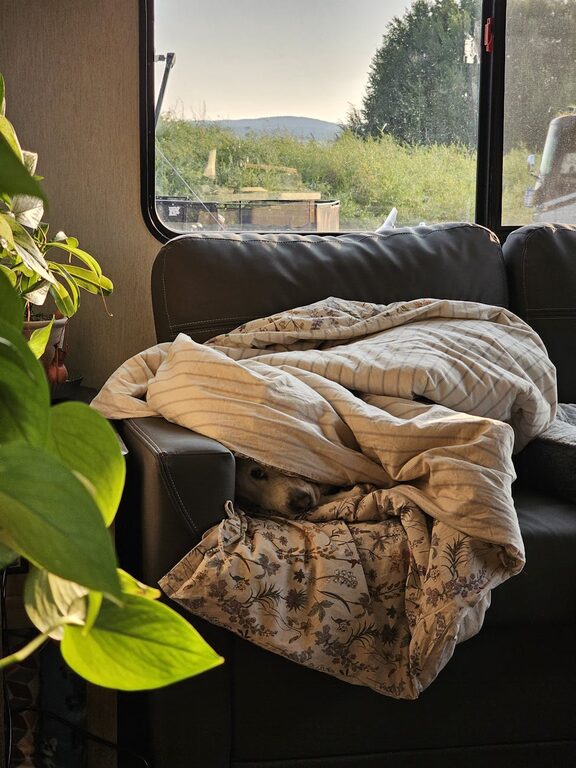 How to Set Up a Cozy and Pet-Friendly Home Corner